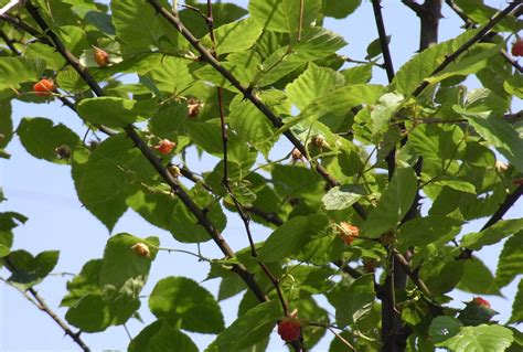 饿火命的人身上带跟火有关系的囊改运吗?,第2张 饿火命的人身上带跟火有关系的囊改运吗?,第2张